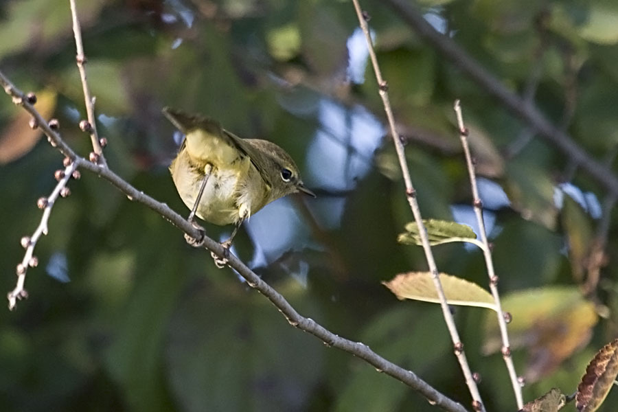 Avifauna humor